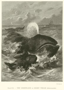 A Groenlândia ou Baleia Franca (Balaena Mysticetus) de English School